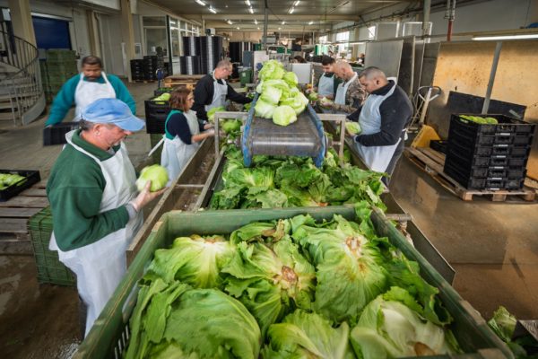 Photo de la préparation et du conditionnement des légumes Biscotte