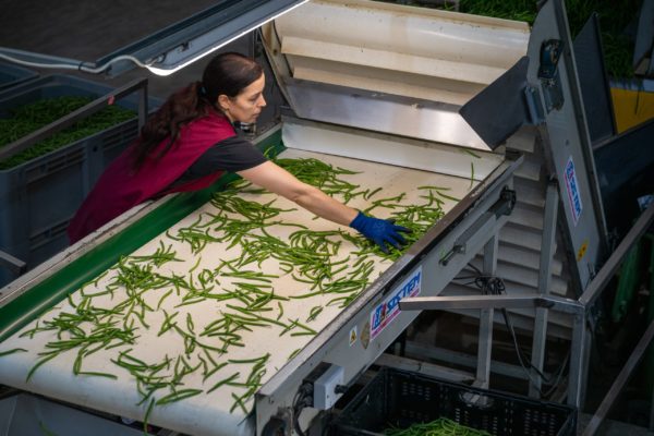 Photo de la préparation et du conditionnement des légumes Biscotte