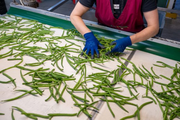 Photo de la préparation et du conditionnement des légumes Biscotte