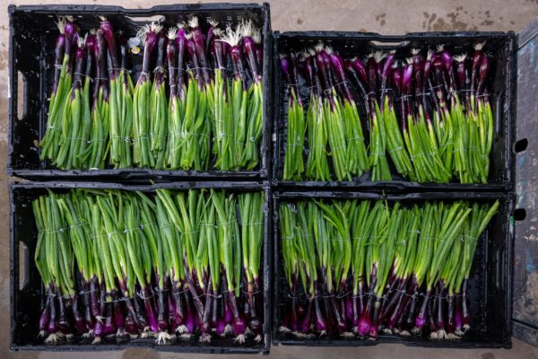Photo des légumes Biscotte