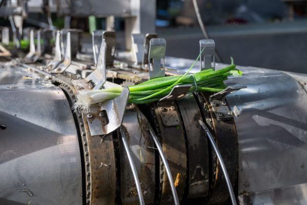 Photo de la préparation et du conditionnement des légumes Biscotte