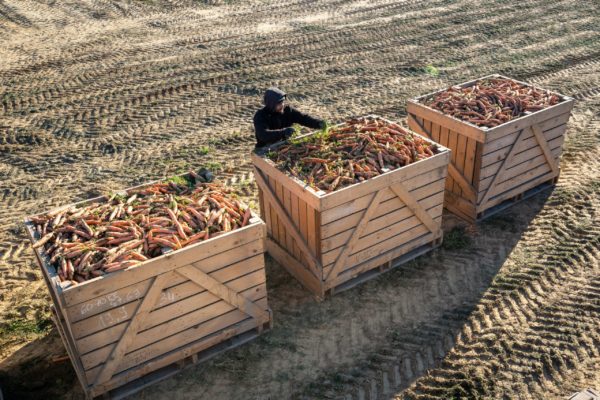 Photo des champs et cultures Biscotte