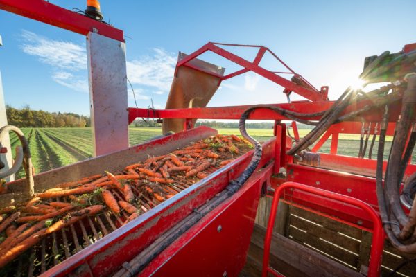 Photo des champs et culture de Biscotte Fruits et Légumes