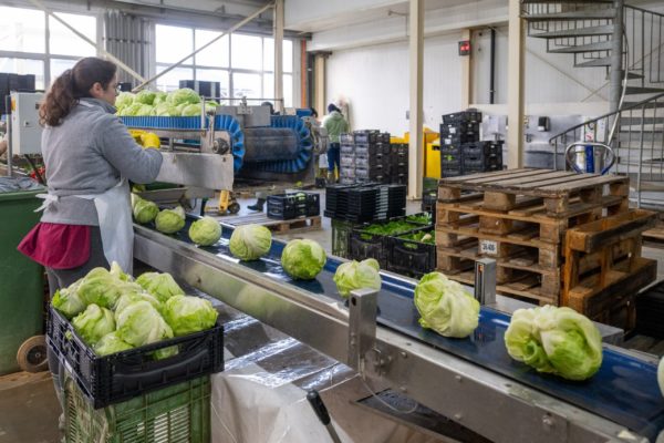 Photo de la préparation et du conditionnement des légumes Biscotte