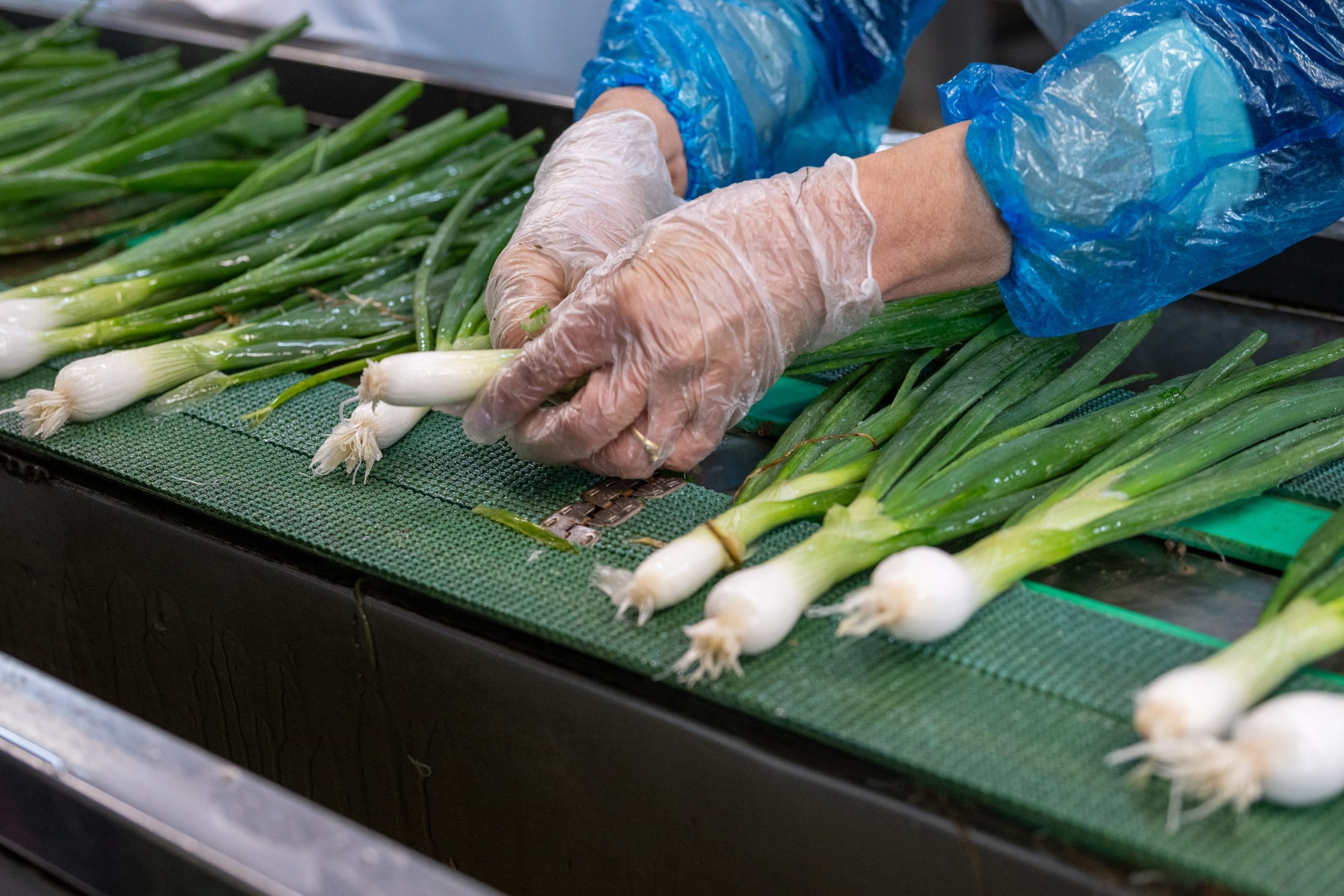 Photo de la préparation et du conditionnement des légumes Biscotte