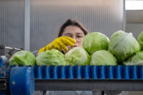 Photo de la préparation et du conditionnement des légumes Biscotte