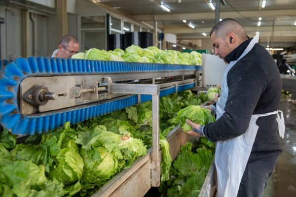 Photo de la préparation et du conditionnement des légumes Biscotte