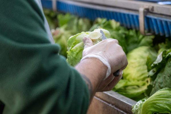 Photo de la préparation et du conditionnement des légumes Biscotte