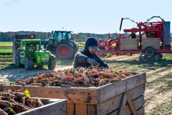 Photo des champs et culture de Biscotte Fruits et Légumes