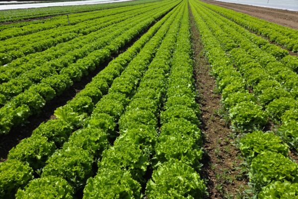 salades